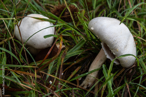 Agaric boule de neige