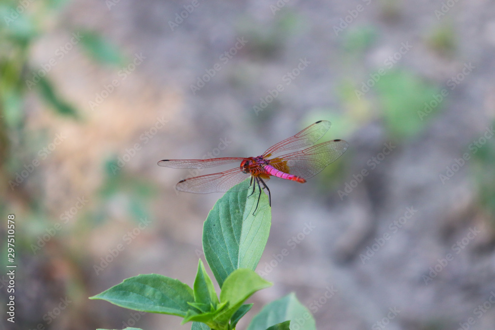 Red Dragonfly on green leaf of plant in garden small insect Red Dragonfly on green leaf of plant in garden small insect