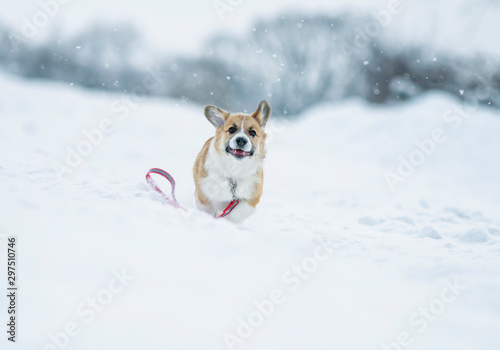 cute ginger puppy dog Corgi runs on the white snow in the Park in winter for a walk running away with a leash