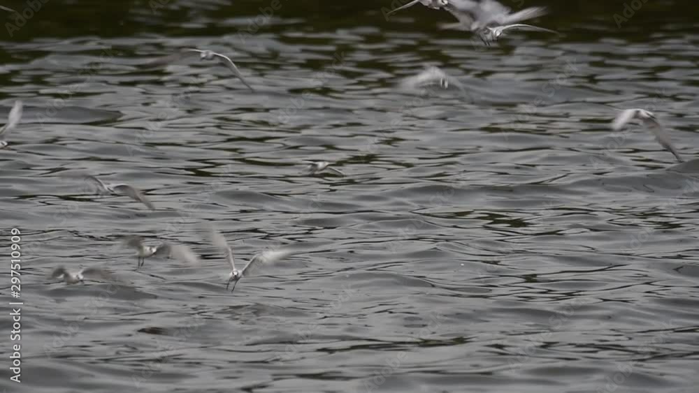 Terns and Gulls Skimming for Food are migratory seabirds to Thailand, flying around in circles, taking turns to skim for food floating on the sea at Bangpu Recreational Center wharf. Terns and Gulls Skimming for Food are migratory seabirds to Thailand, flying around in circles, taking turns to skim for food floating on the sea at Bangpu Recreational Center wharf.