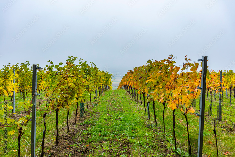 autumn vineyards in the mist