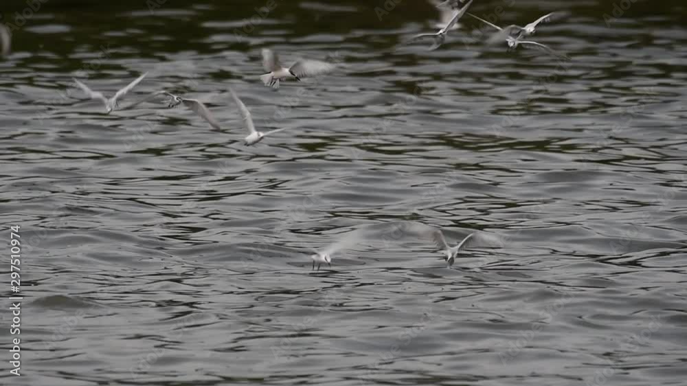 Terns and Gulls Skimming for Food are migratory seabirds to Thailand, flying around in circles, taking turns to skim for food floating on the sea at Bangpu Recreational Center wharf. Terns and Gulls Skimming for Food are migratory seabirds to Thailand, flying around in circles, taking turns to skim for food floating on the sea at Bangpu Recreational Center wharf.