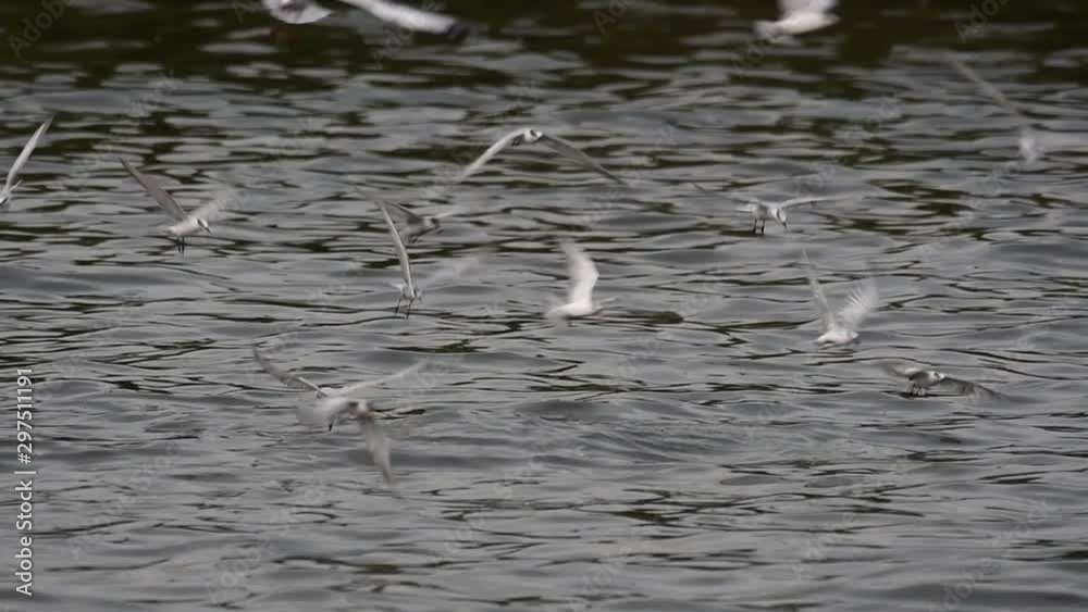 Terns and Gulls Skimming for Food are migratory seabirds to Thailand, flying around in circles, taking turns to skim for food floating on the sea at Bangpu Recreational Center wharf. Terns and Gulls Skimming for Food are migratory seabirds to Thailand, flying around in circles, taking turns to skim for food floating on the sea at Bangpu Recreational Center wharf.