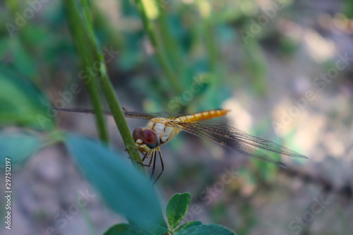 close up dragonfly green grass in wildlife © shakeelbaloch