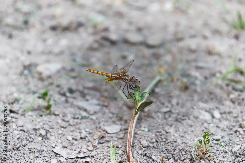 close up dragonfly on plant wood insect wildlife close up dragonfly on plant wood insect wildlife
