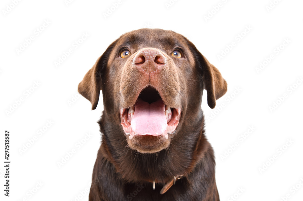 Portrait of adorable curious Labrador puppy, closeup, isolated on a white background