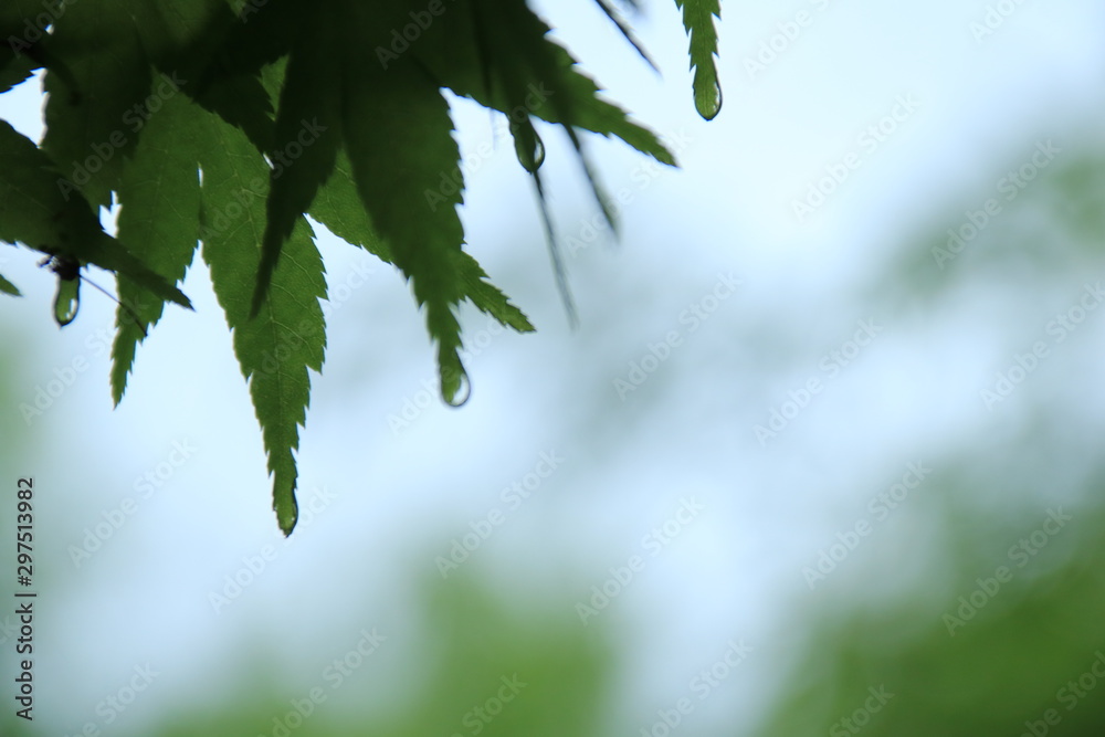 楓の葉の雫 楓の葉の雫