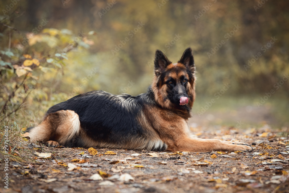 portrait of beautiful young long haired female german shepherd dog lies on the road and licks lips and nose with tongue out in daytime in autumn