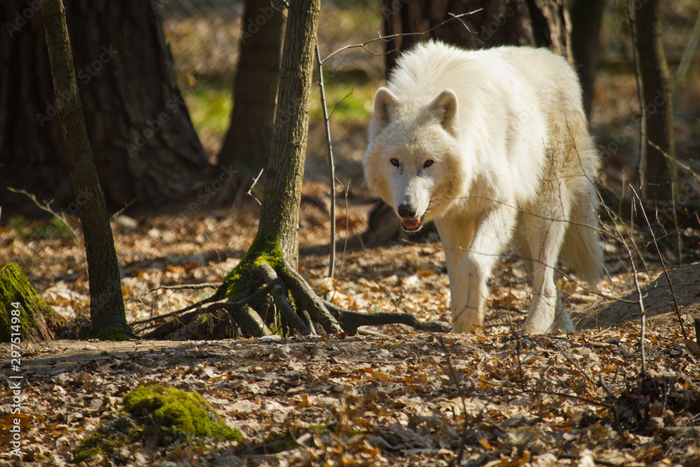 Obraz premium Polarwolf oder Weißwolf (Canis lupus arctos)
