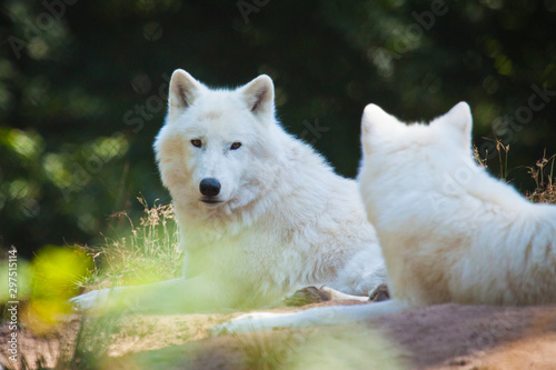 Polarwolf oder Weißwolf (Canis lupus arctos) photo
