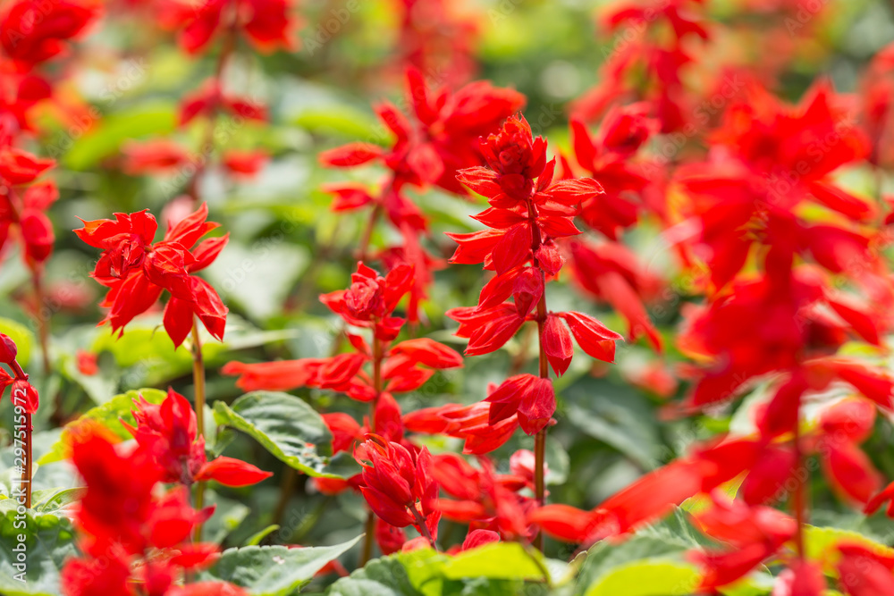 Red salvia flowers and green leaves Background