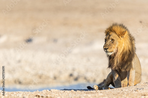 M  nnlicher L  we  Panthera leo  im Etosha Park  Namibia