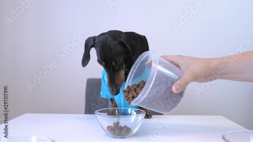 Owner Fed Cute Black And Tan Dachshund With Grains photo