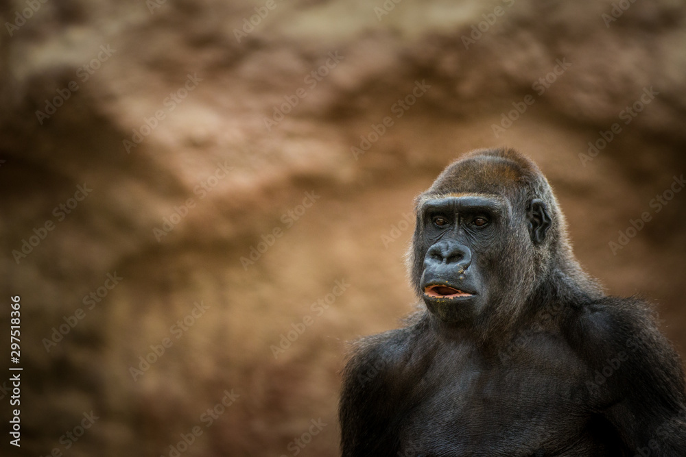 Obraz premium portrait of gorilla