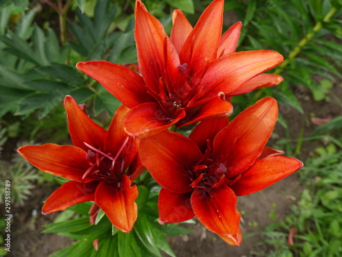Цветы лилии ярко оранжевые с темной серединкой и каймой на лепестках