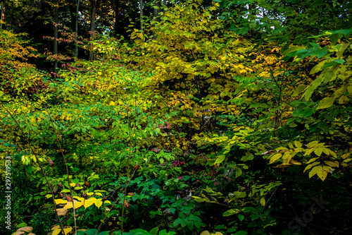 Bushes in a Toronto ravine in the Fall