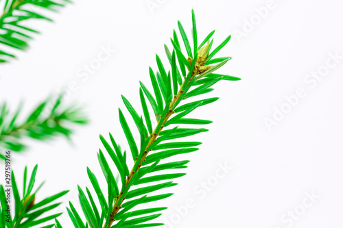 Fir tree branch isolated on a white background