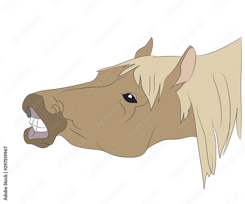 Obraz premium horse portrait vector illustration, color illustration