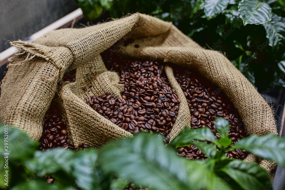 Open bag with coffee beans slices of green leaves. beautiful light, vigor of coffee beans, among coffee bushes