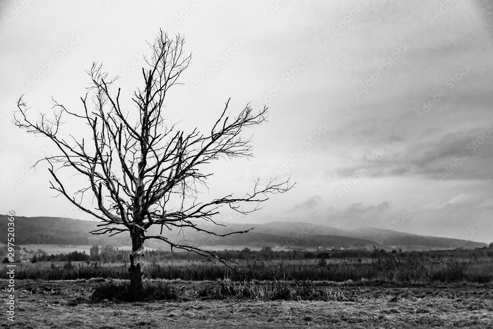 Fototapeta premium Moor im Herbst bei trüben nebeligem Wetter