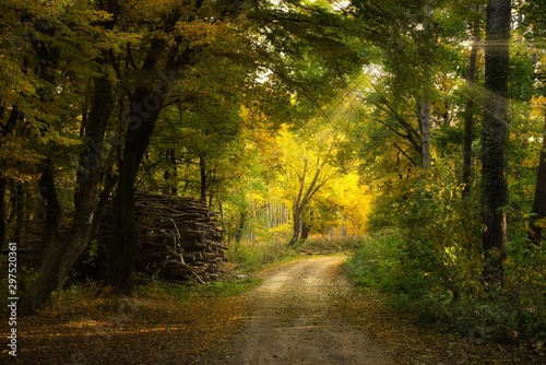 Fototapeta Naklejka Na Ścianę i Meble -  Wood stack in autumn forest near the dirt road