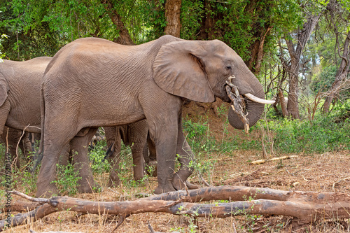 Elephant Foraging