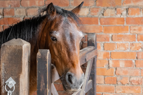 Retired racehorse seen within his brick built stable block, looking at the owner. A wooden gate prevents him from roaming free during feeding. © Nick Beer