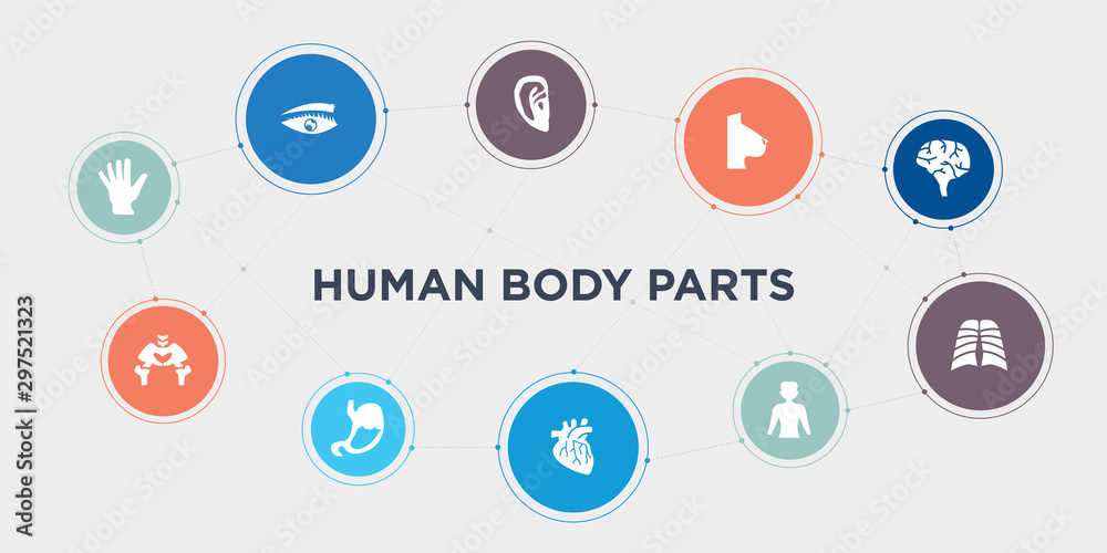 human body parts 10 points circle design. hand showing palm, hip bone, human abdomen, human artery round concept icons..