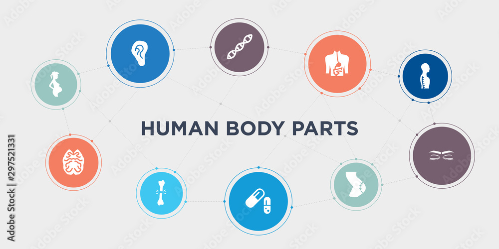 human body parts 10 points circle design. woman pregnant, brain upper view, broken bone, capsule black and white variant round concept icons..