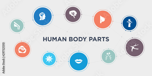 human body parts 10 points circle design. ball of the knee, basophil, big cellule, big lips round concept icons..