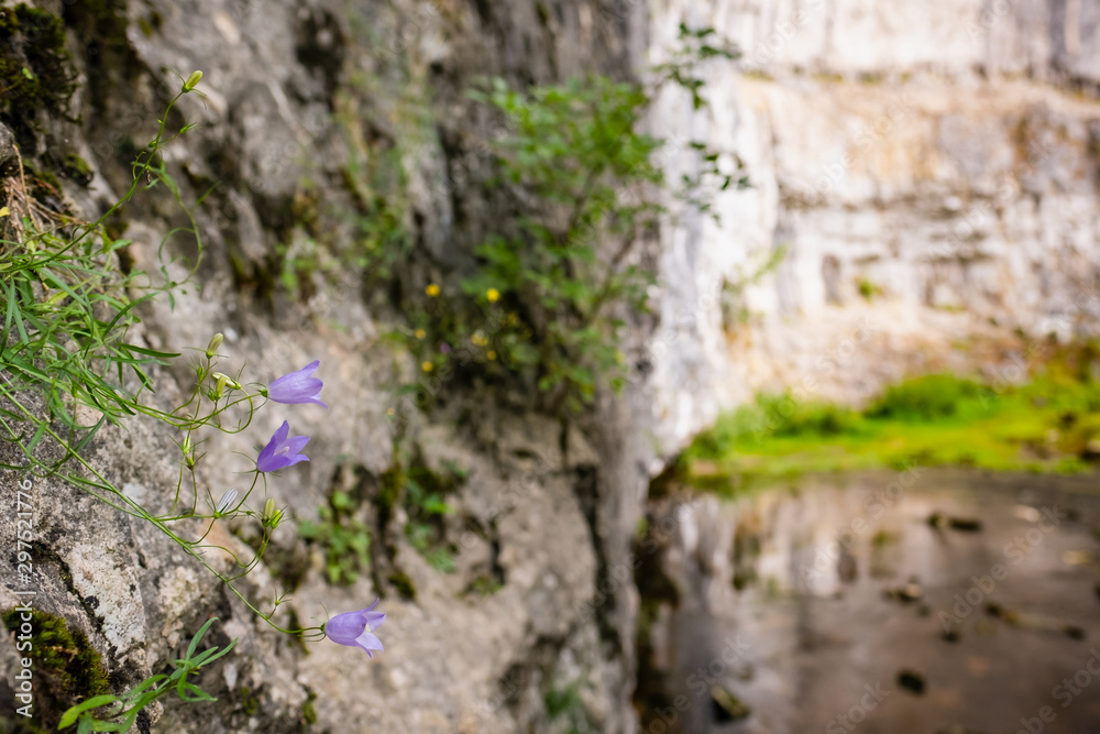 Close-up, shallow focus of wild blue flowers seen growing out the side of a limestone rock face. The background shows part of a waterfall. Close-up, shallow focus of wild blue flowers seen growing out the side of a limestone rock face. The background shows part of a waterfall.