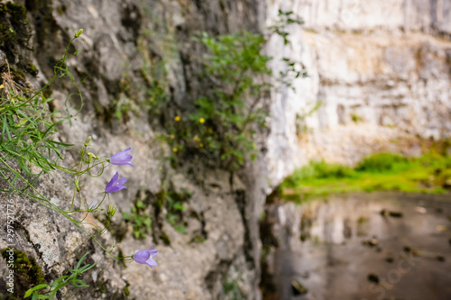 Close-up, shallow focus of wild blue flowers seen growing out the side of a limestone rock face. The background shows part of a waterfall.