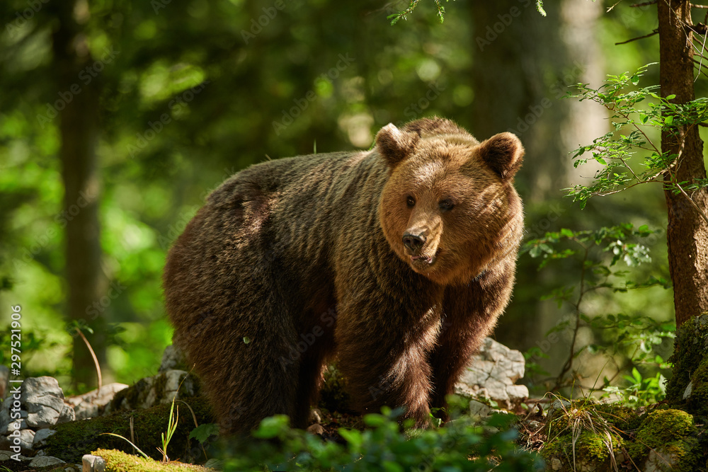 Wild brown bear (Ursus arctos) close up Wild brown bear (Ursus arctos) close up