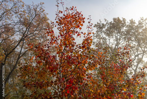 Detail of autumn tree foliage in red color with misty fog in background  Czech landscape