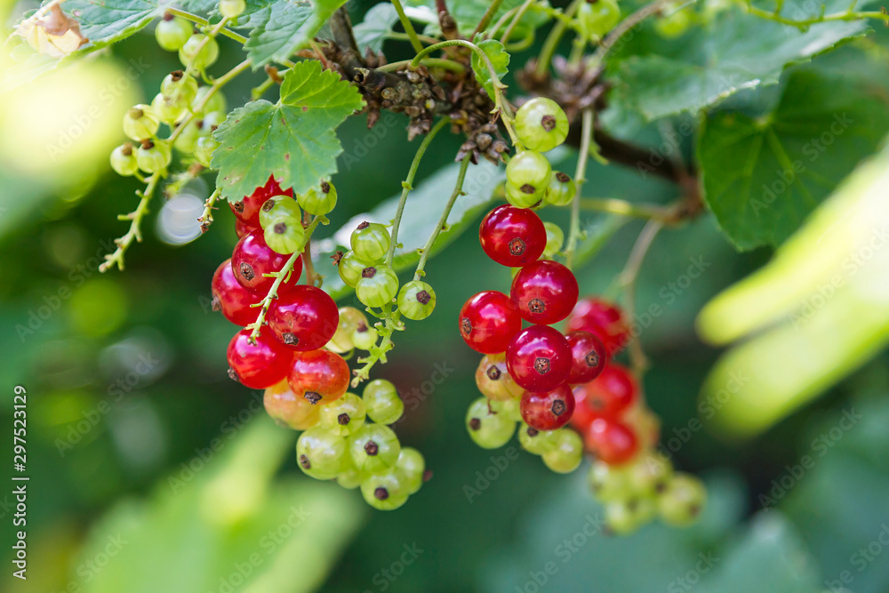 Red currant berries growing in a tree Red currant berries growing in a tree