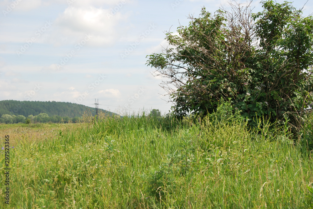 tree in the field