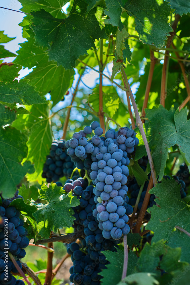 Red grape variety. Good grape harvest. Grapes in vineyard raw ready for harvest in Italy.
