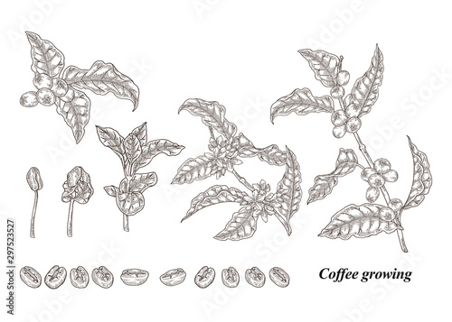 Coffee plant set. Hand drawn coffee beans, sprout, branch with flowers and ripe coffee berries. Vector illustration. Engraving style.