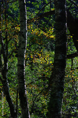 晩秋の森を歩く 紅葉のトンネル至福の時