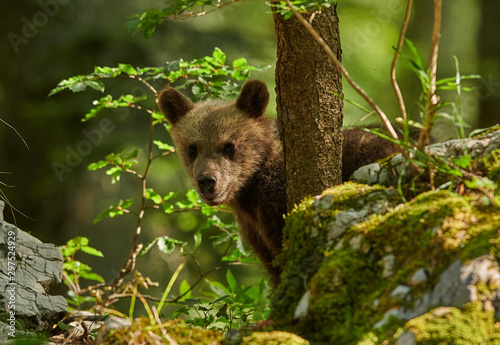 Wild brown bear (Ursus arctos) cub close up
