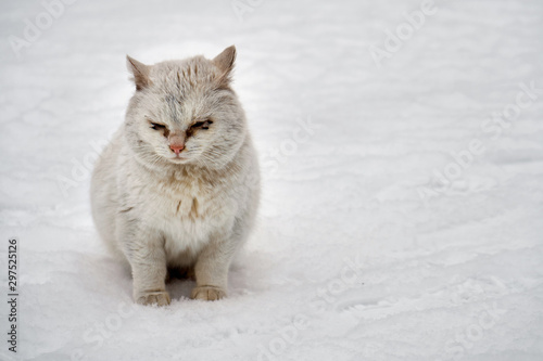 Sad white homeless cat with sick eyes with a pus sits on the snow outdoors in cold winter. Lonely abandoned cat freezing outdoors in cold winter weather. Copy space
