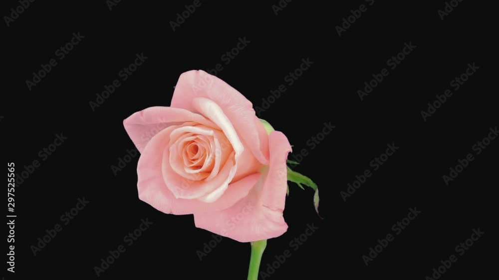 Time-lapse of dying pink Girlfriend rose 4d3 in RGB + ALPHA matte format isolated on black background Time-lapse of dying pink Girlfriend rose 4d3 in RGB + ALPHA matte format isolated on black background