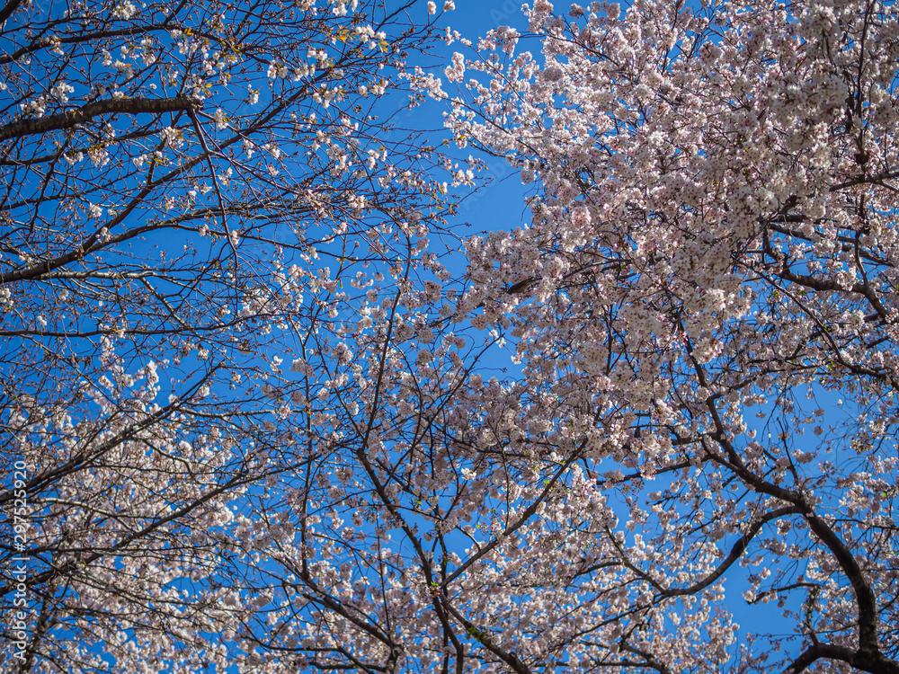 Abstract nature background. Sakura flower blooming with blue sky in cherry blossom season. Abstract nature background. Sakura flower blooming with blue sky in cherry blossom season.