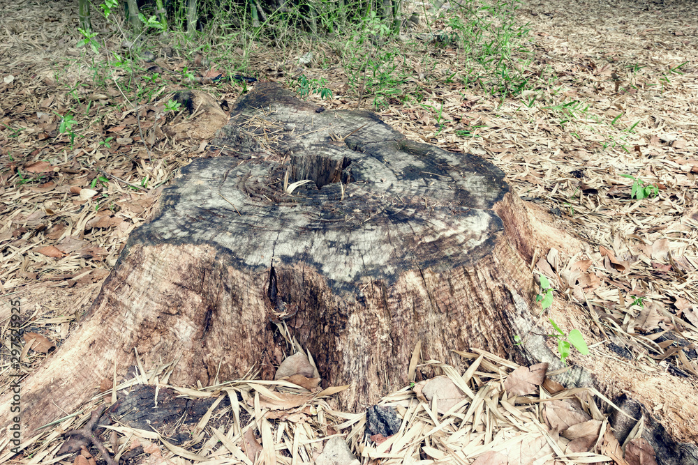 Fototapeta premium closeup stump in the forest