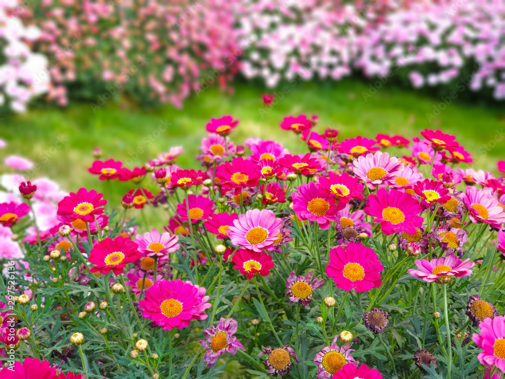 Fototapeta premium Pink Flowers in The Garden forBackground