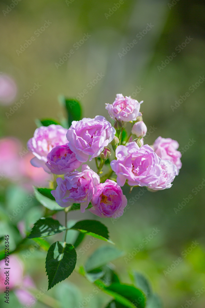 Rose flower, seven sister flower close-up, blooming outdoors in spring after the rain,Rosa multiflora Thunb. var. carnea Thory Rose flower, seven sister flower close-up, blooming outdoors in spring after the rain,Rosa multiflora Thunb. var. carnea Thory