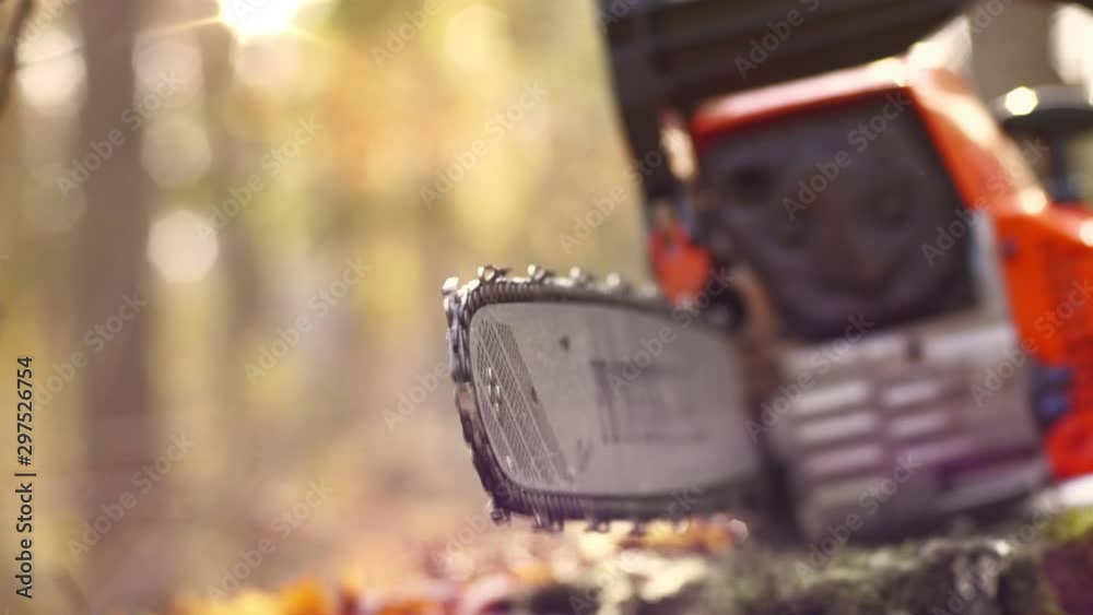 Chain saw cuts tree in forest for further processing of wood Chain saw cuts tree in forest for further processing of wood