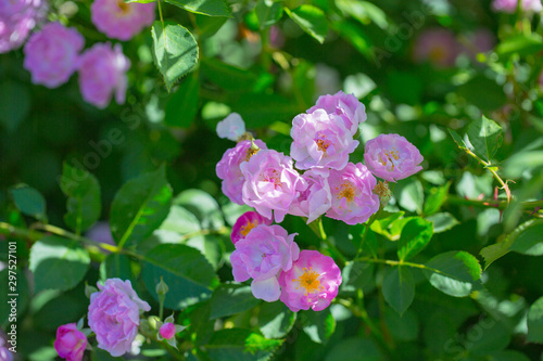 Wallpaper Mural Rose flower, seven sister flower close-up, blooming outdoors in spring after the rain，Rosa multiflora Thunb. var. carnea Thory  Torontodigital.ca