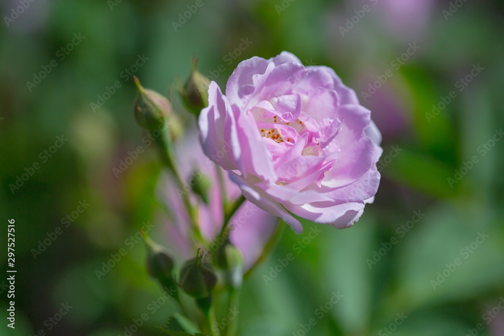 Rose flower, seven sister flower close-up, blooming outdoors in spring after the rain,Rosa multiflora Thunb. var. carnea Thory Rose flower, seven sister flower close-up, blooming outdoors in spring after the rain,Rosa multiflora Thunb. var. carnea Thory