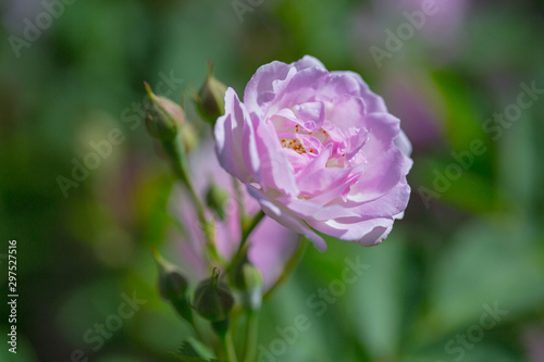 Rose flower, seven sister flower close-up, blooming outdoors in spring after the rain，Rosa multiflora Thunb. var. carnea Thory 